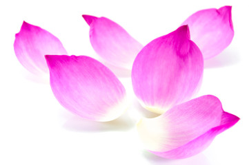 Lotus petal on white background