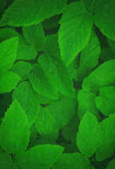 Green leaves background