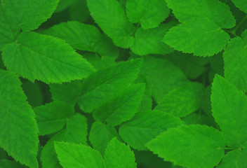 Green leaves background