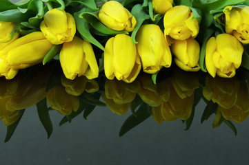 tulipany na czarnym tle - obrazy, fototapety, plakaty