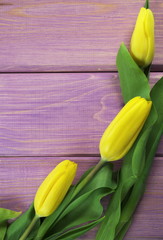 Obraz premium tulipany