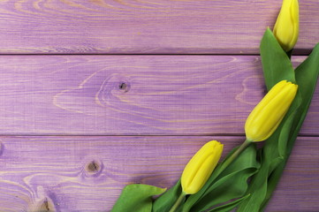 tulipany w fioletach - obrazy, fototapety, plakaty