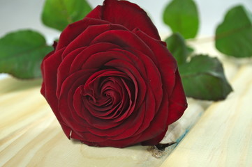 czerwone róże © saltare