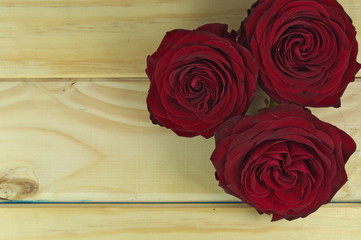 czerwone róże © saltare