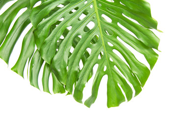 Two bright tropical leaves with holes