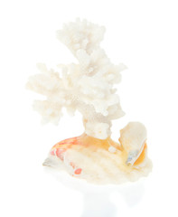Obraz na płótnie Canvas White coral close up