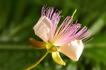 Caper blooming flower macro shot