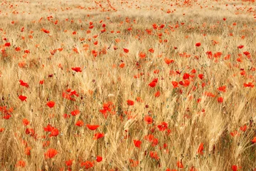 Gordijnen Golden wheat field with poppies © robsonphoto