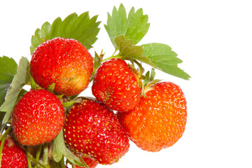 Fresh red strawberries isolated on white. 