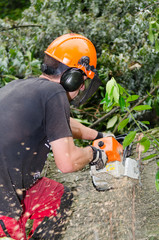 holzfäller sägt einen baumstamm