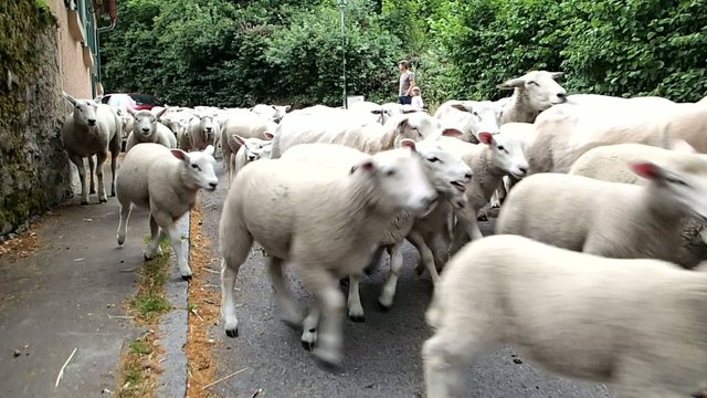 Schafherde