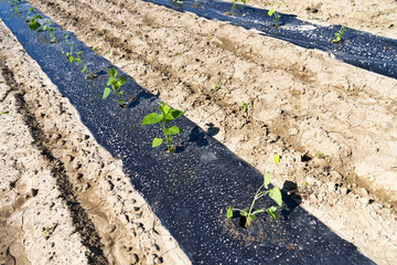 Rows of planted paulownia seedlings