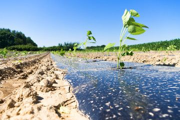 Young Paulownia tree seedlings planted on plastic foil