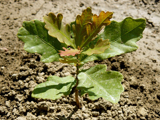 english oak tree sapling with second flush of leaves