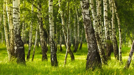 Deurstickers Birch forest while summer season © Cristian Kerekes