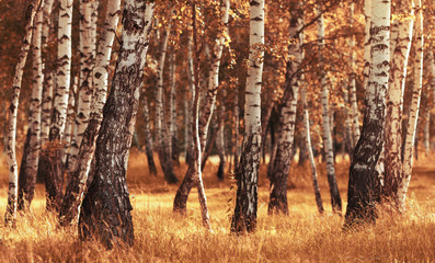 Birch forest while autumn season - obrazy, fototapety, plakaty