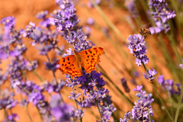 Naklejka premium Butterfly on blooming lavender flowers closeup