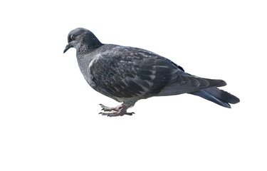 A pigeon