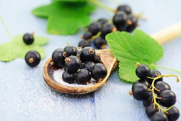 Schwarze Johannisbeeren