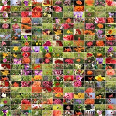 collage of many flowers photo