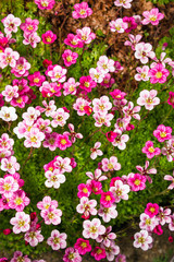 pink saxifrage
