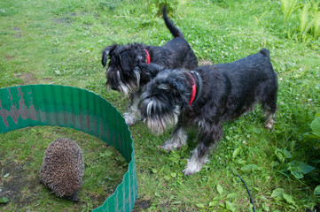 two zwergshcnauzer dogs and hedgehog