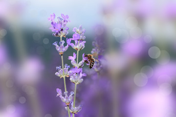 Honey bee on blooming lavender flowers closeup