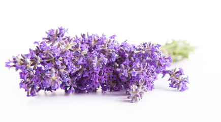 Lavender blossoms isolated on white background