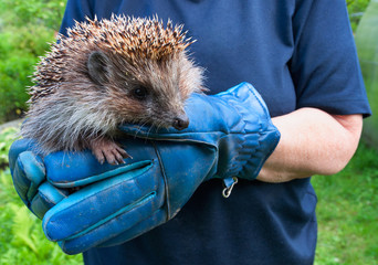 hedgehog on the gloves