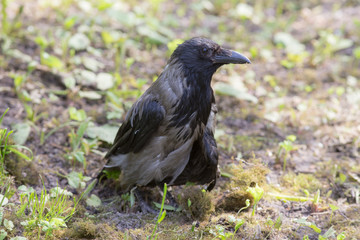 portrait of old crow
