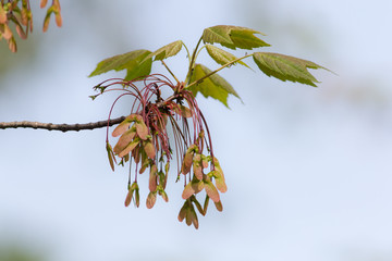 spring maple