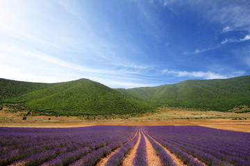 Naklejka na ściany i meble Lavender fields with distant mountains and blue sky