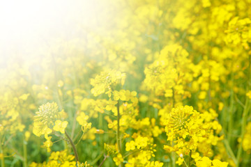 Spring field of fresh rape.