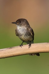 Eastern Phoebe (Sayornis phoebe)
