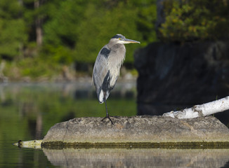 Naklejka premium Heron Standing on One Leg