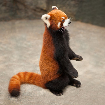 Ailurus fulgens
