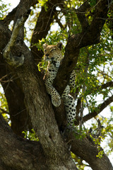 Fototapeta premium Leopard liegt auf Baum