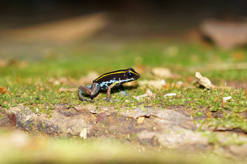 Lovely poison frog Phyllobates lugubris