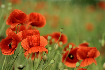 Naklejka premium poppy