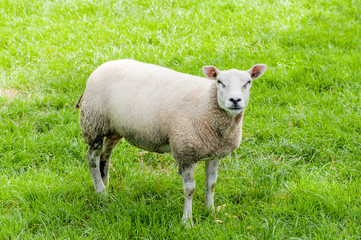 Naklejka na ściany i meble sheep in a pasture