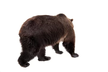 Fototapeten Brown bear, Ursus arctos © Farinoza
