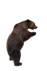 Fototapeta premium Brown bear, Ursus arctos