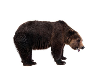 Obraz premium Brown bear, Ursus arctos