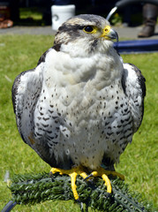 Peregrine falcon Latin name falco peregrinus