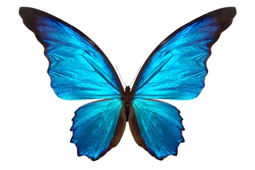 Lichtdoorlatende rolgordijnen Vlinder mooie vlinder geïsoleerd op wit