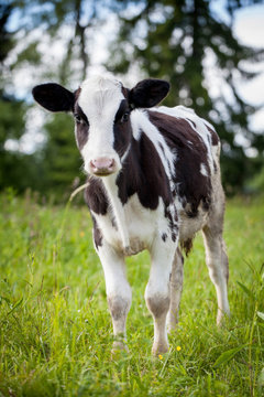 Newborn calf on green grass