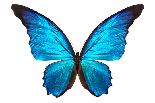 Fototapeta beautiful butterfly isolated on white