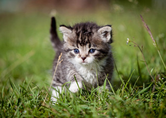 Grey tabby kitten on green grass