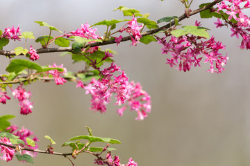 Red flowering Currant