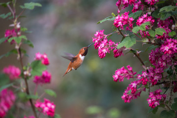 Rufous Hummingbird